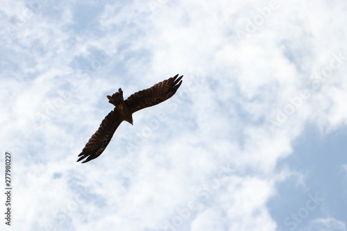 eagle in flight