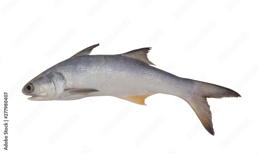 Fourfinger threadfin fish Fourfinger threadfin fish