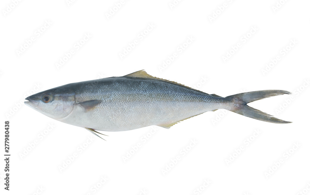 Rainbow runner fish isolated, Elagatis bipinnulata Rainbow runner fish isolated, Elagatis bipinnulata