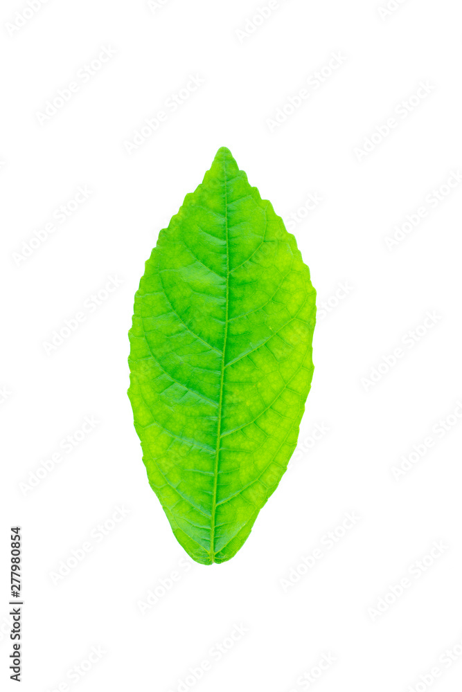 Front side of green leaf on white background. Front side of green leaf on white background.