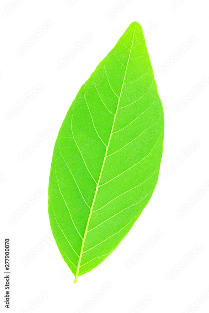 Back side of custard apple green leaf on white background. Back side of custard apple green leaf on white background.