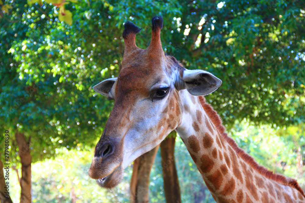 Obraz premium Giraffe in the zoo waiting for tourists to visit and give food to it.