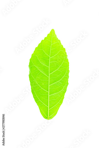 Back side of green leaf on white background.