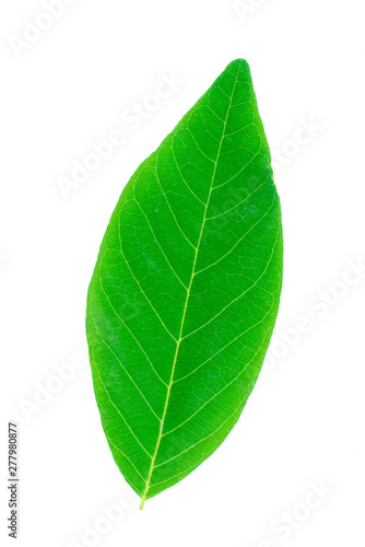 Front side of custard apple green leaf on white background.