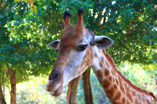 Giraffe in the zoo waiting for tourists to visit and give food to it.