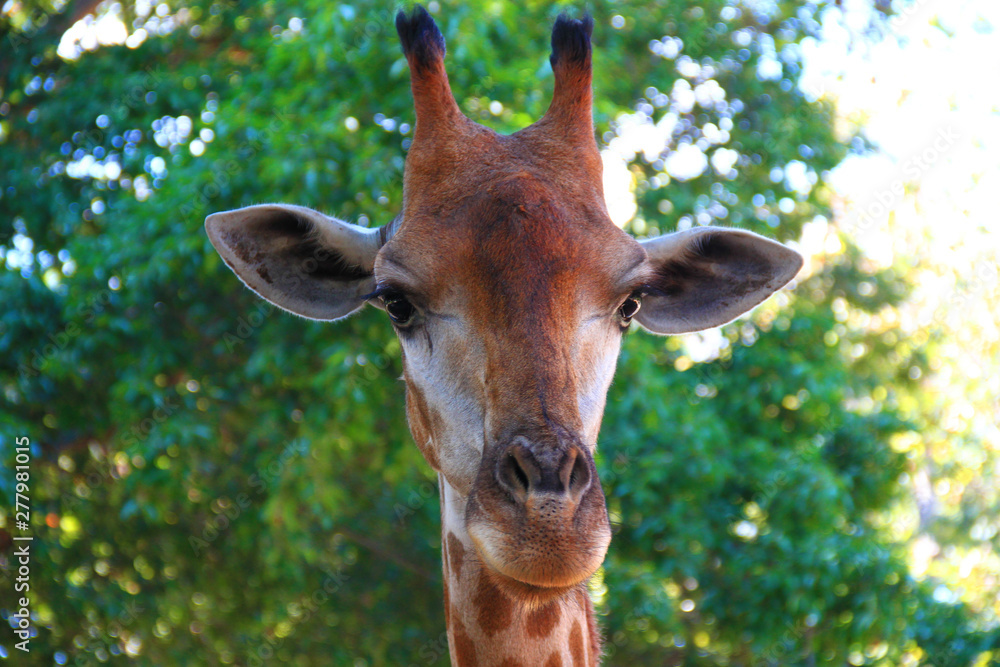 Giraffe in the zoo waiting for tourists to visit and give food to it. Giraffe in the zoo waiting for tourists to visit and give food to it.
