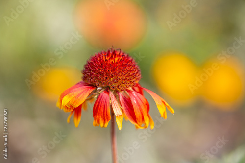 Outdoor spring  blooming yellow flower  gerbera   Gaillardia pulchella Foug.