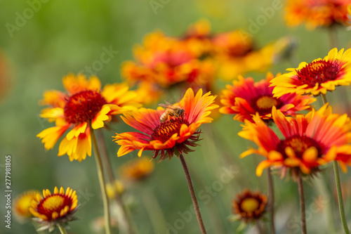 Outdoor spring  blooming yellow flowers and bees  gerbera   Gaillardia pulchella Foug.