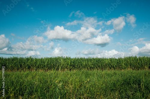 green grass and sky, sugarcan