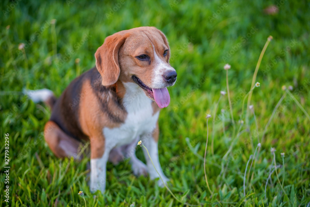 A cute beagle dog sitting on the green grass field.