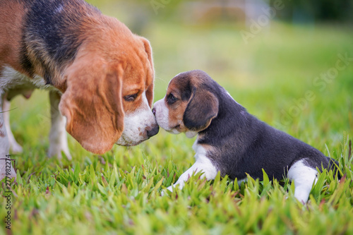 Fotografie A cute little puppy beagle kissing her  mom outdoor in a grass field on a sunny spring day