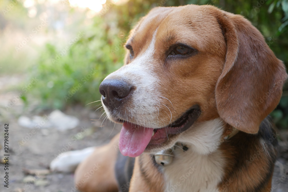 Close up face,portrait of a cute beagle dog outdoor in the park.