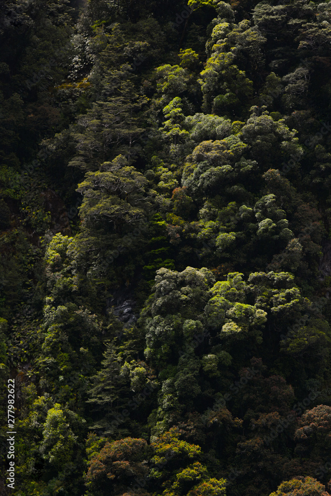 Dark Forest in New Zealand Dark Forest in New Zealand