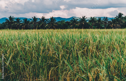 nature rice in rice field, under the blue sky white clouds