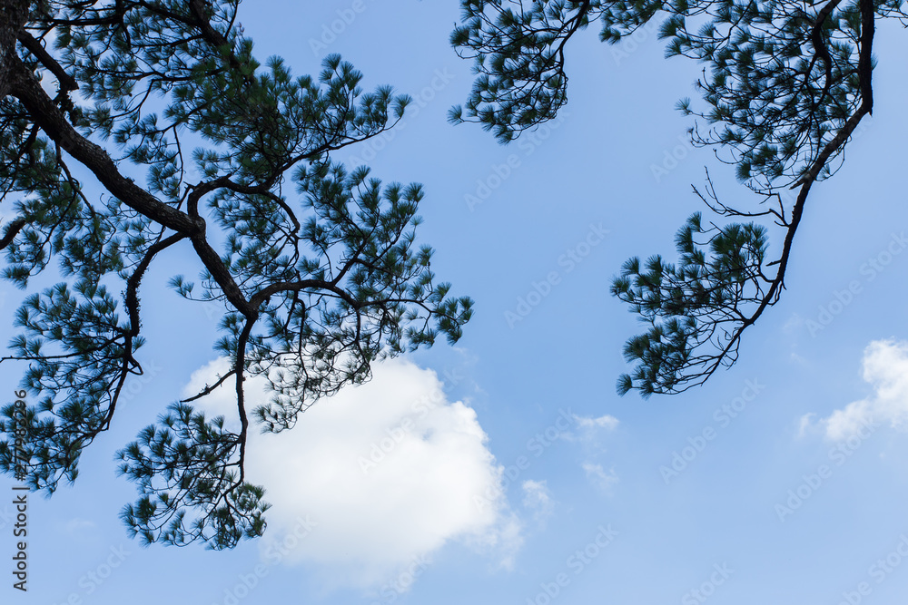 Pinus mugo It is also known as creeping pine, dwarf mountain pine