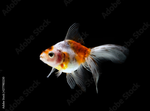 goldfish isolated on a dark black background