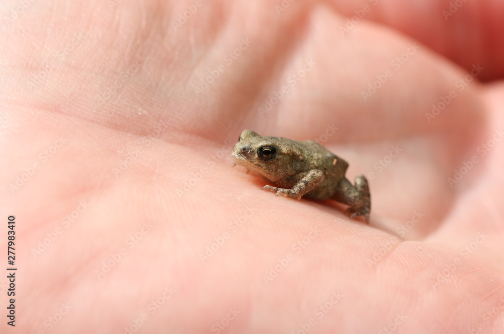 A tiny baby Common Toad, Bufo Bufo, sitting on the palm of a hand. A tiny baby Common Toad, Bufo Bufo, sitting on the palm of a hand.