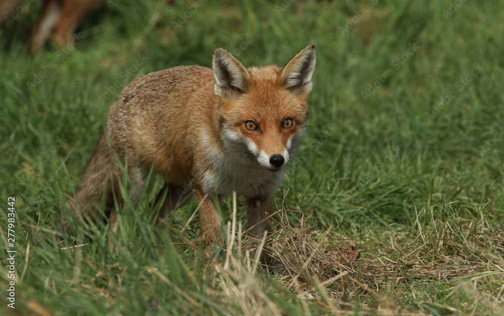 A magnificent wild Red Fox, Vulpes vulpes, hunting for food to eat in the long grass.	