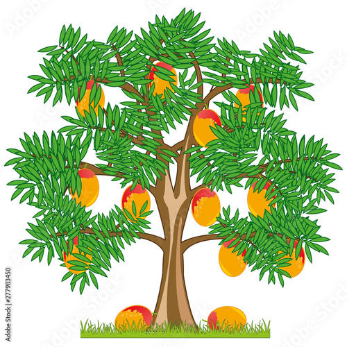 Vector illustration tree with ripe fruit mango