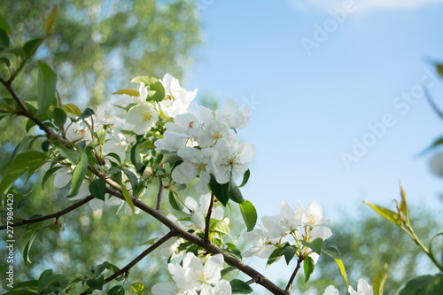 Blooming apple tree in spring time with white and pink flowers and bee