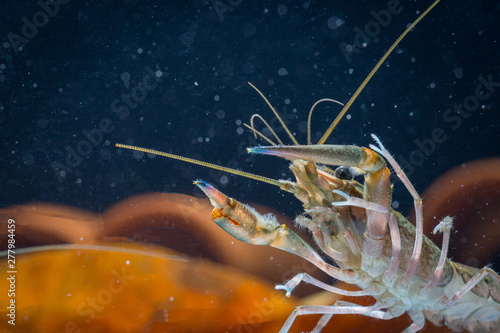 Close up of Red Lobster Claws photo