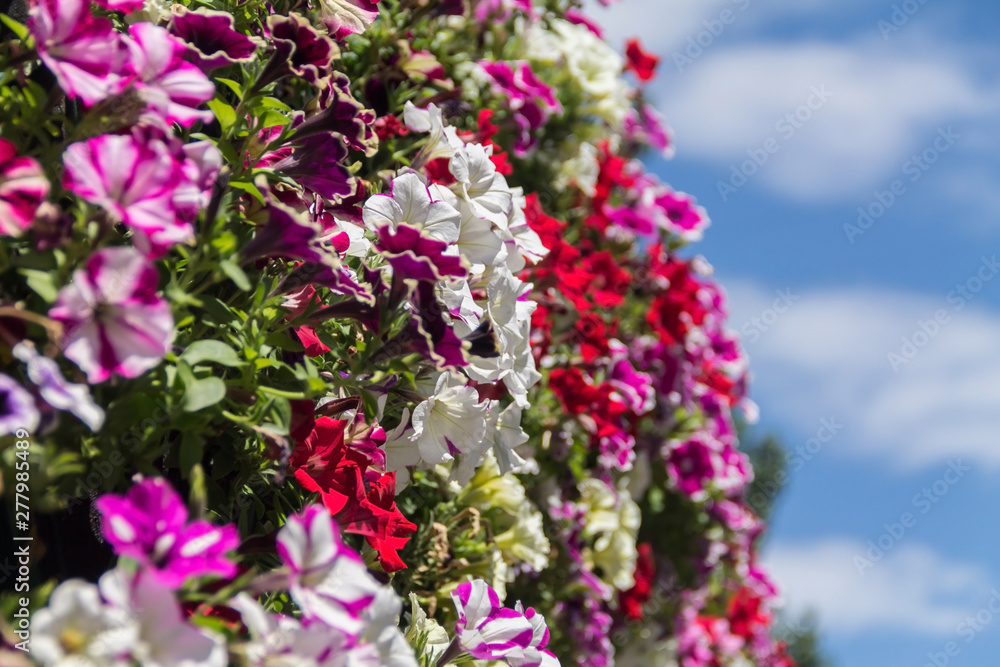 flowers in the garden