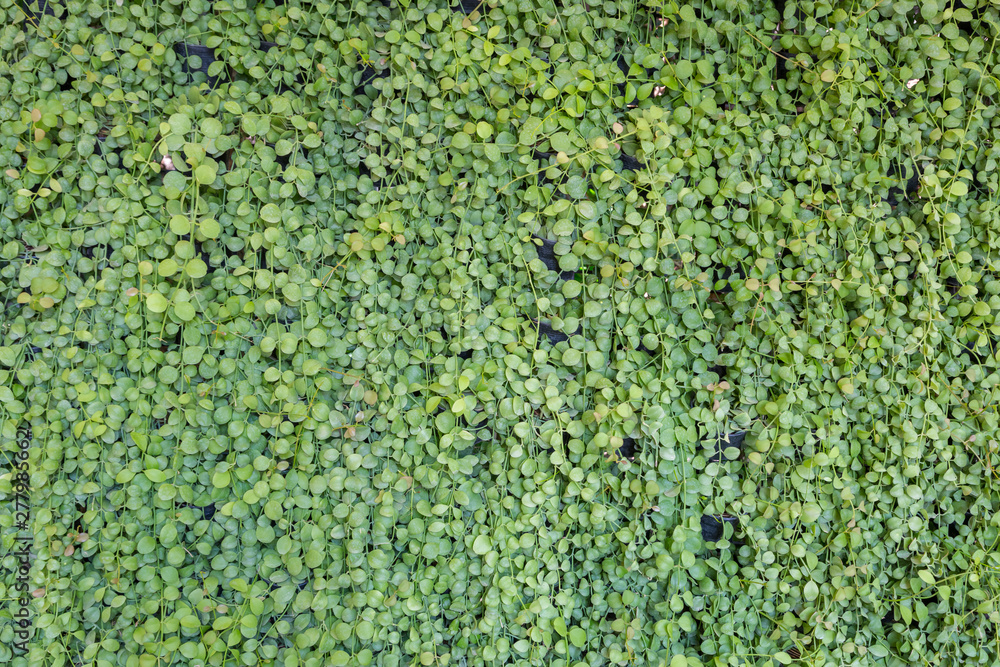 Green leaf wall Green leaf wall