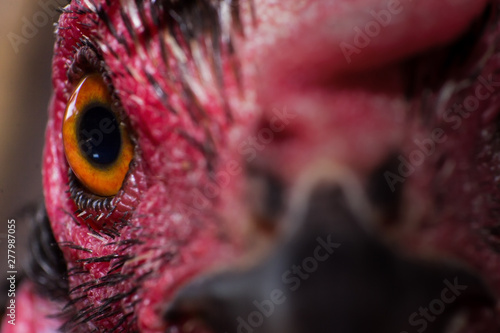 the chicken eye in macro view in farm, the animal in farm
