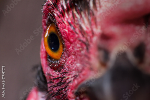 the chicken eye in macro view in farm, the animal in farm