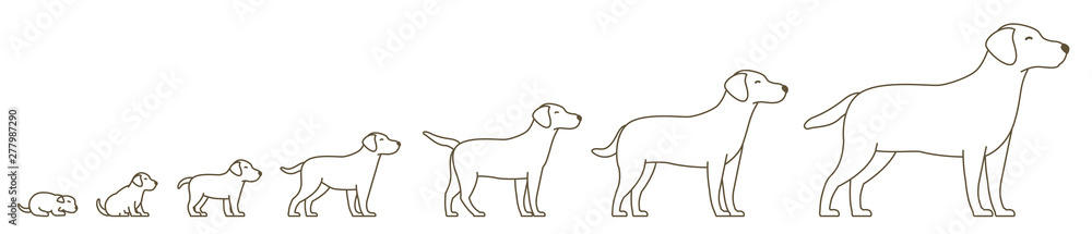 Stages of dog growth set. From puppy to adult dog. Animal pets. Labrador retriever grow up animation progression. Pet life cycle. Outline contour line vector illustration.