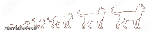 Stages of cat growth set. From kitten to adult cat. Animal pets. Pussy grow up animation progression. Pet life cycle. Outline contour line vector illustration.