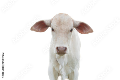 a baby cow in farm, asia cow close-up, animal in farm