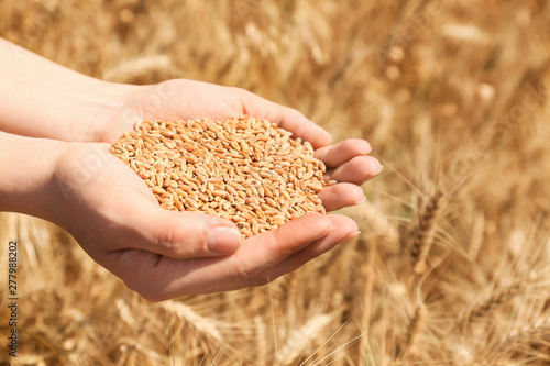Female farmer with wheat grains in field © Pixel-Shot