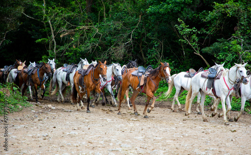 Horse riding in an Adventure Park in Guanacaste at Costa Rica © cris