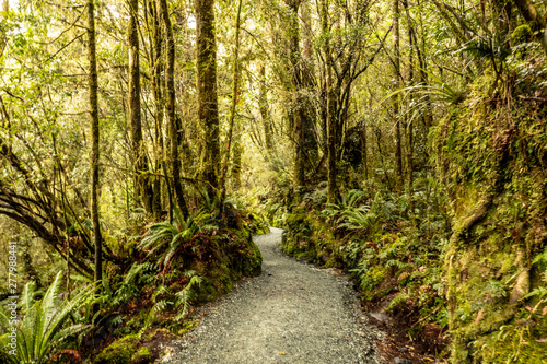 deep in natural native bush in New Zealand