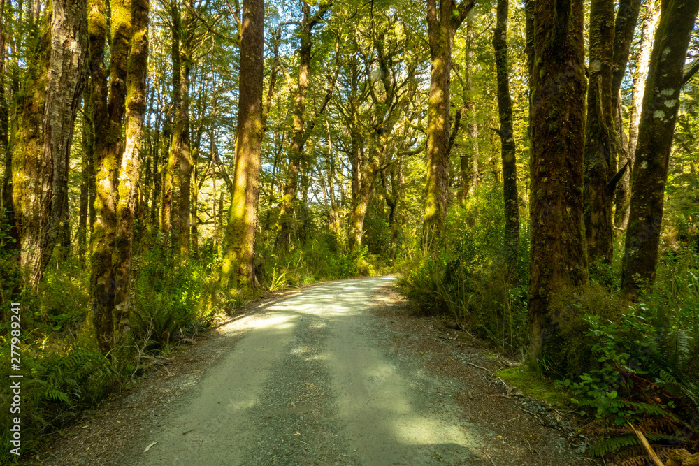 Gravel road deep in the nate of native bush in New Zealand
