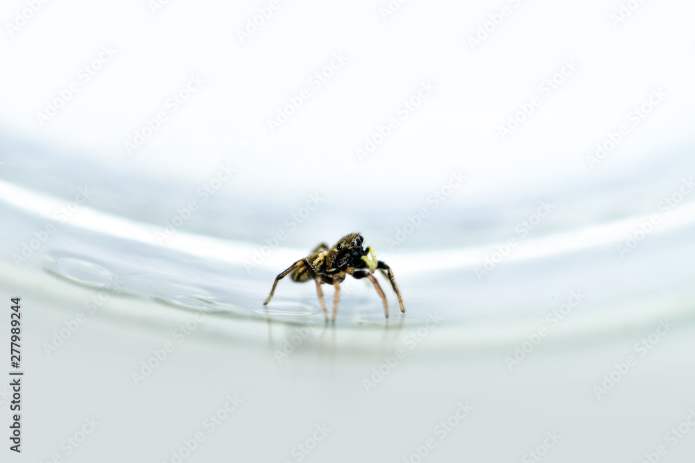 Little jumping spider climbed into the glass Little jumping spider climbed into the glass