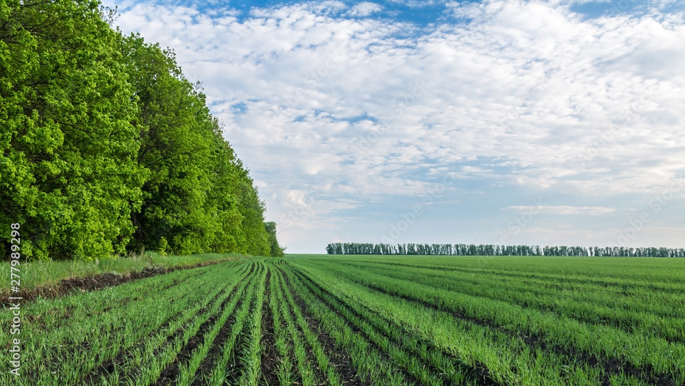landscape with field and blue sky landscape with field and blue sky