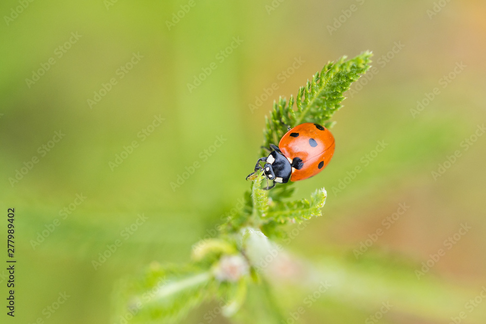close up of a red lady bug crawling on top of yarrow plant's leaf with blurry green background close up of a red lady bug crawling on top of yarrow plant's leaf with blurry green background