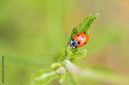 close up of a red lady bug crawling on top of yarrow plant's leaf with blurry green background