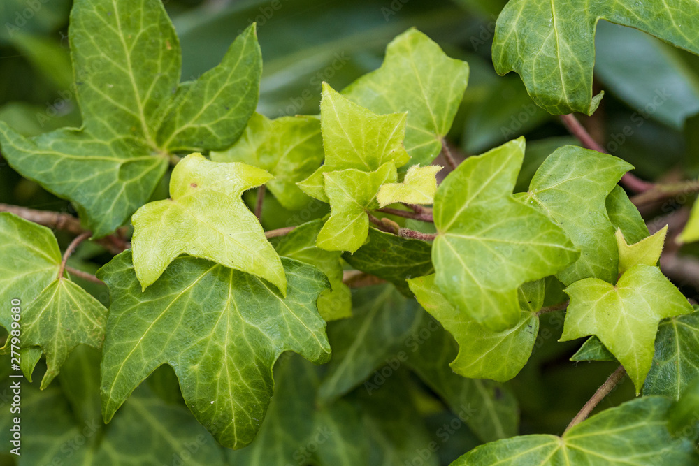 close up of dense green leaves on the vein of morning glory flower plants close up of dense green leaves on the vein of morning glory flower plants