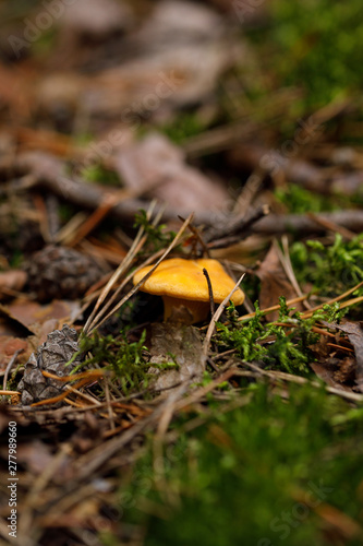 Yellow, raw chanterelle mushrooms growing in the dense forest.