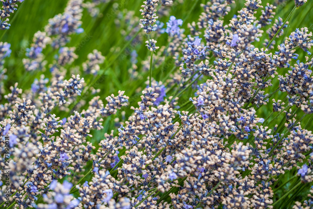 flower field in the garden filled with beautiful purple lavender flowers blooming under the shade flower field in the garden filled with beautiful purple lavender flowers blooming under the shade