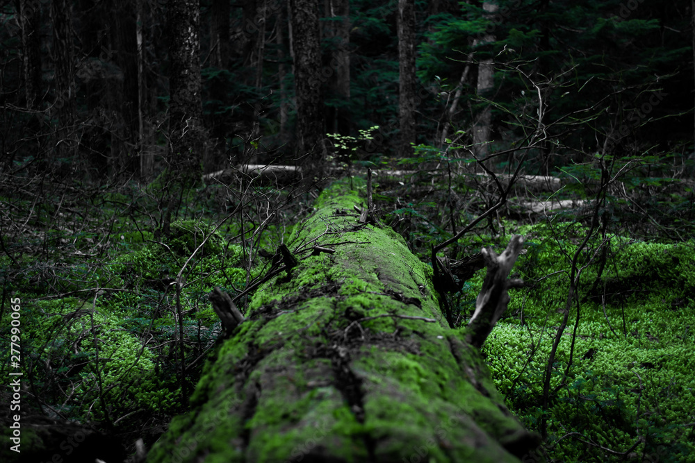 forest forest