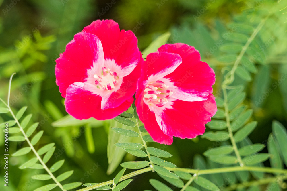 two pink Godetia flowers blooming in the garden with green leaves background