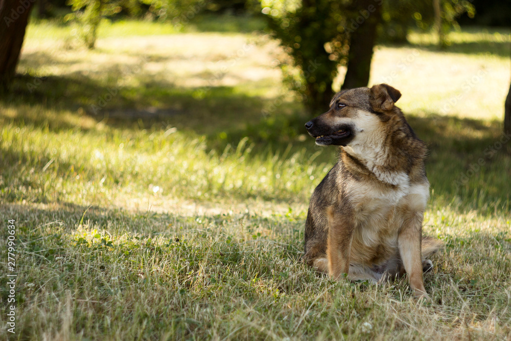 Adult brown stray dog sits on a background of green summer. Rest, background