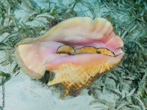 A Queen conch (Strombus gigas) lies on a shallow seagrass bed in the Caribbean Sea. photo
