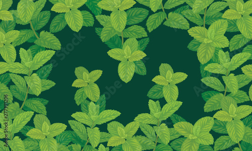 Green mint leaves on green background template. Vector set of herbal element for advertising, packaging design, greeting card and fashion design.