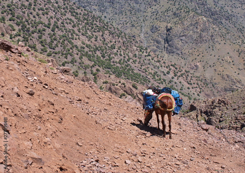 Mule with heavy load in High Atlas mountains in Morocco Mule with heavy load in High Atlas mountains in Morocco