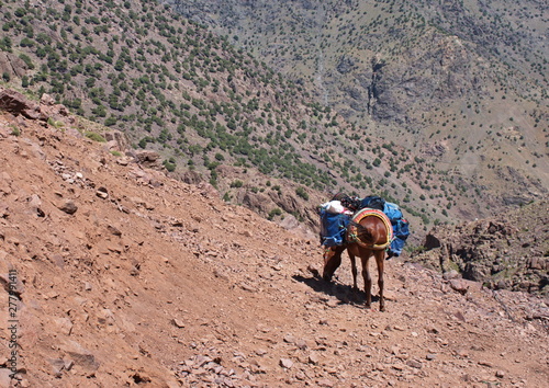 Mule with heavy load in High Atlas mountains in Morocco
